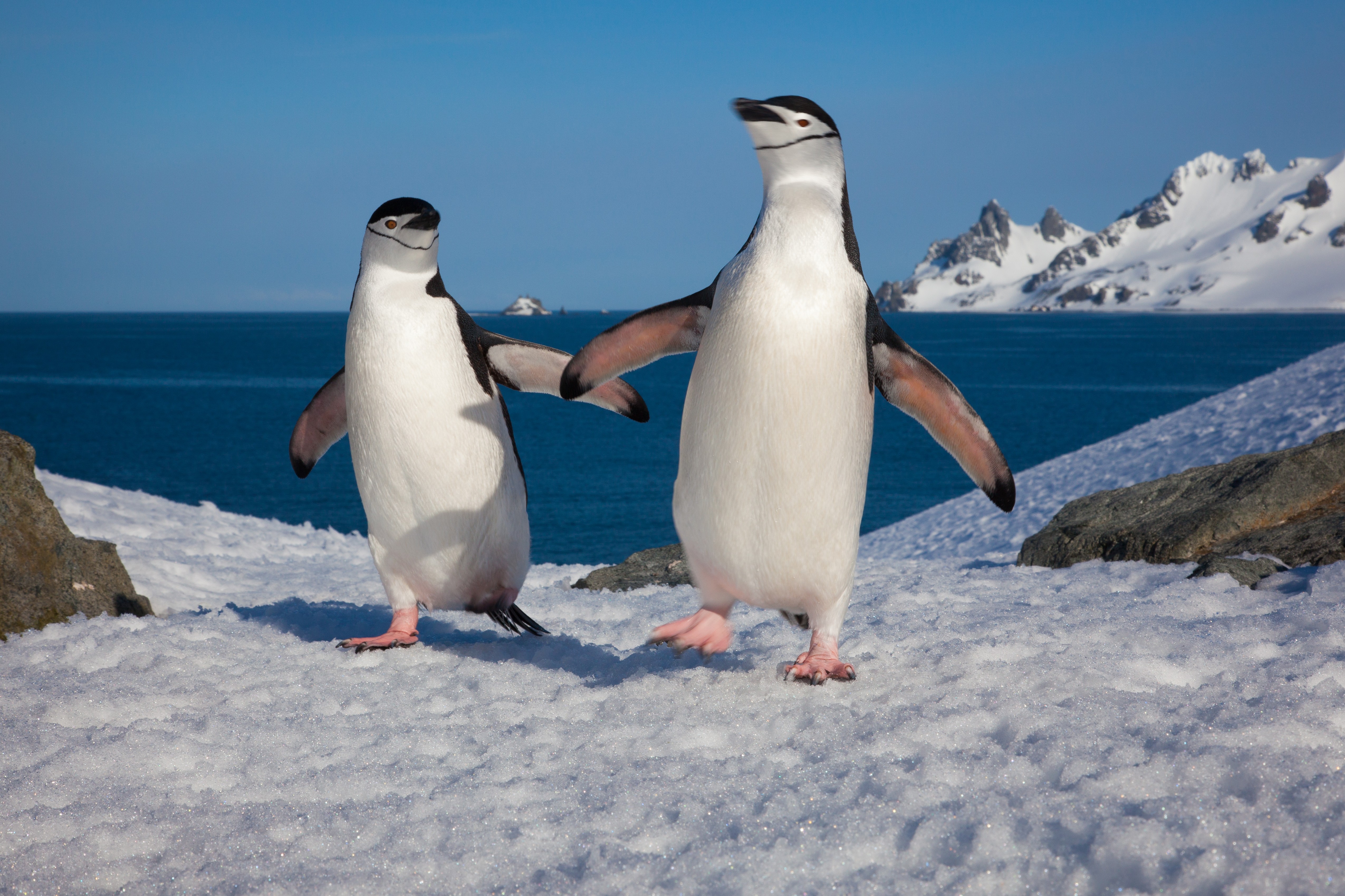 Maior colônia de pinguins do mundo perde posto após declínio populacional