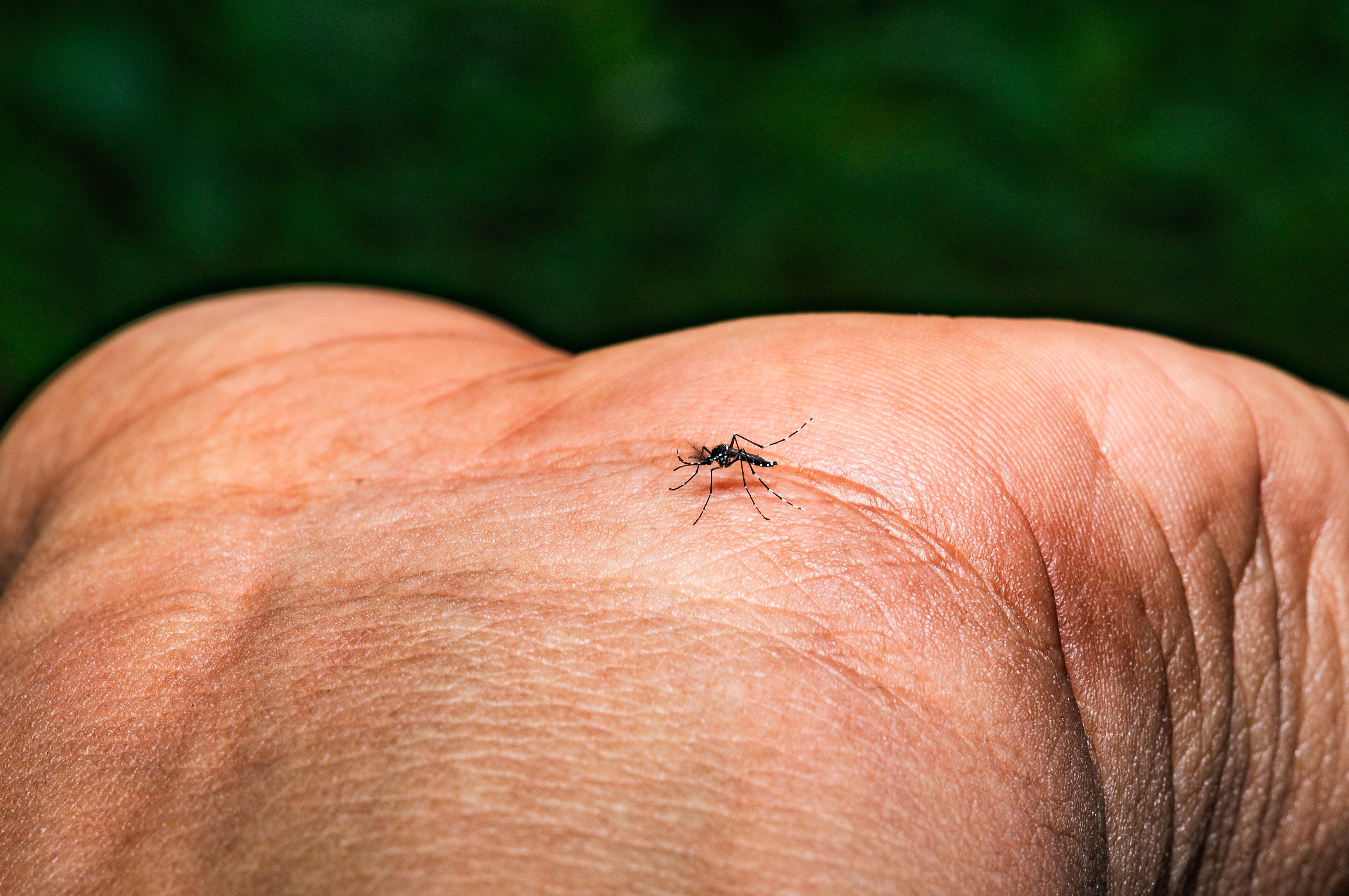 Por que a Espanha liberou 1,5 milhão de mosquitos infectados para ‘barrar’ a dengue