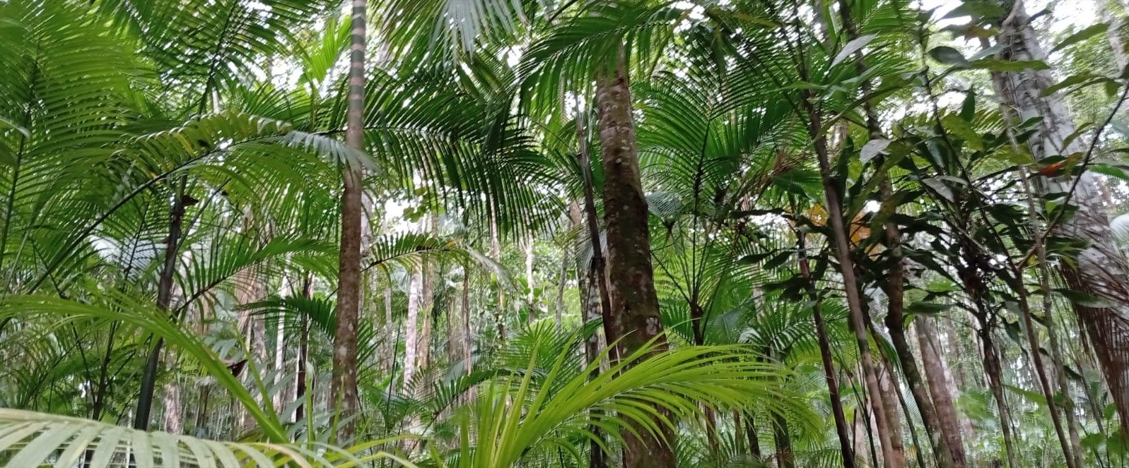 Projeto integra palmeira juçara e cultivo de chá para recuperar a Mata Atlântica